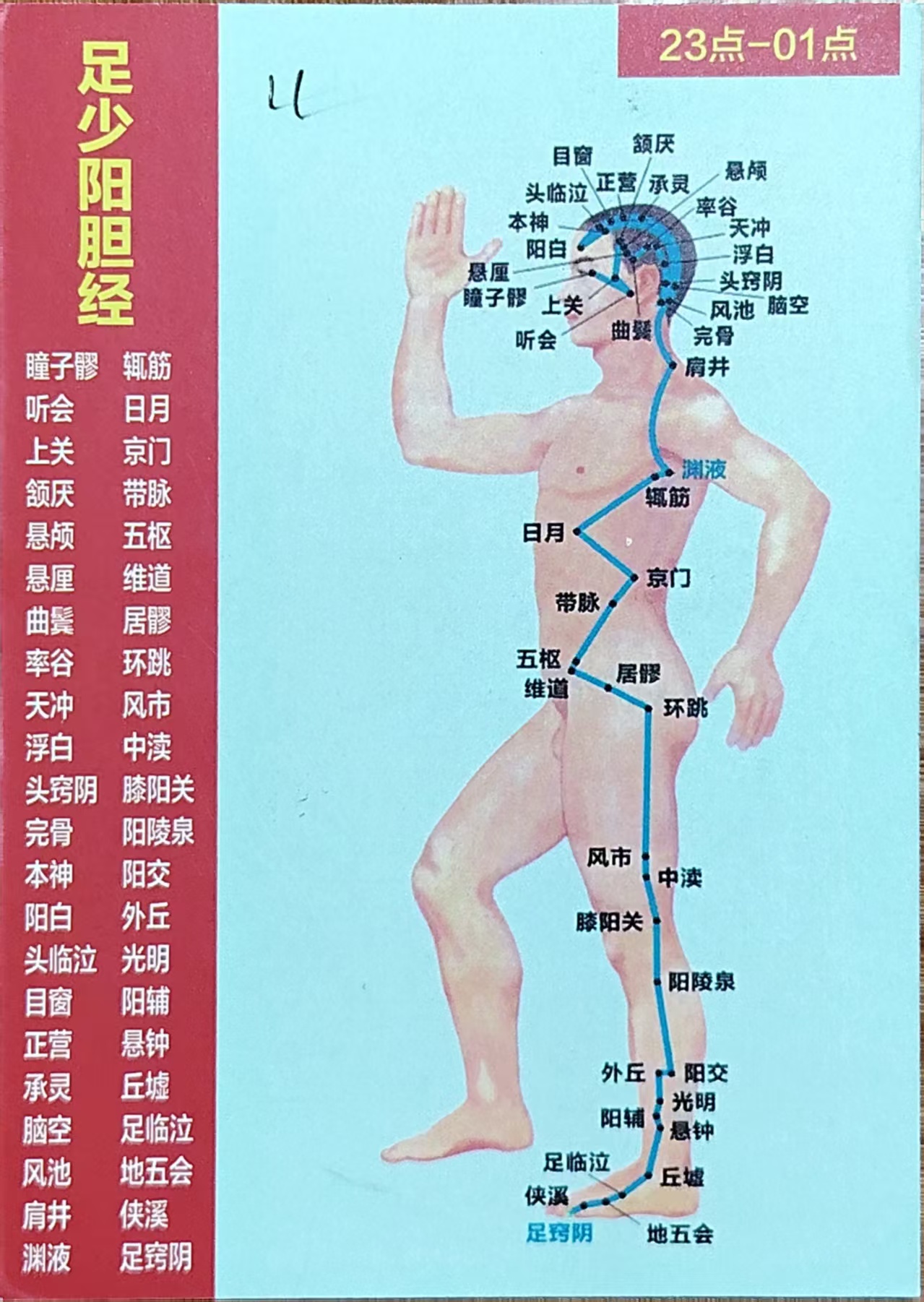 足少阳胆经循行图