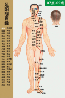 胃经循行图