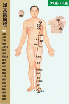 脾经循行图
