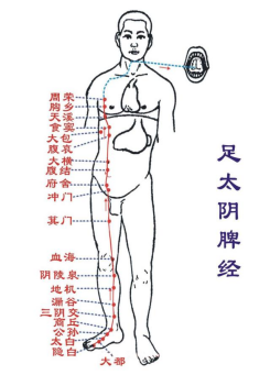 脾经穴位图